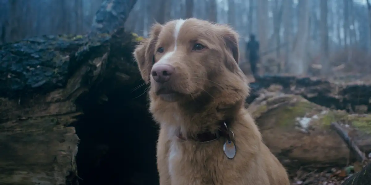 Good Boy